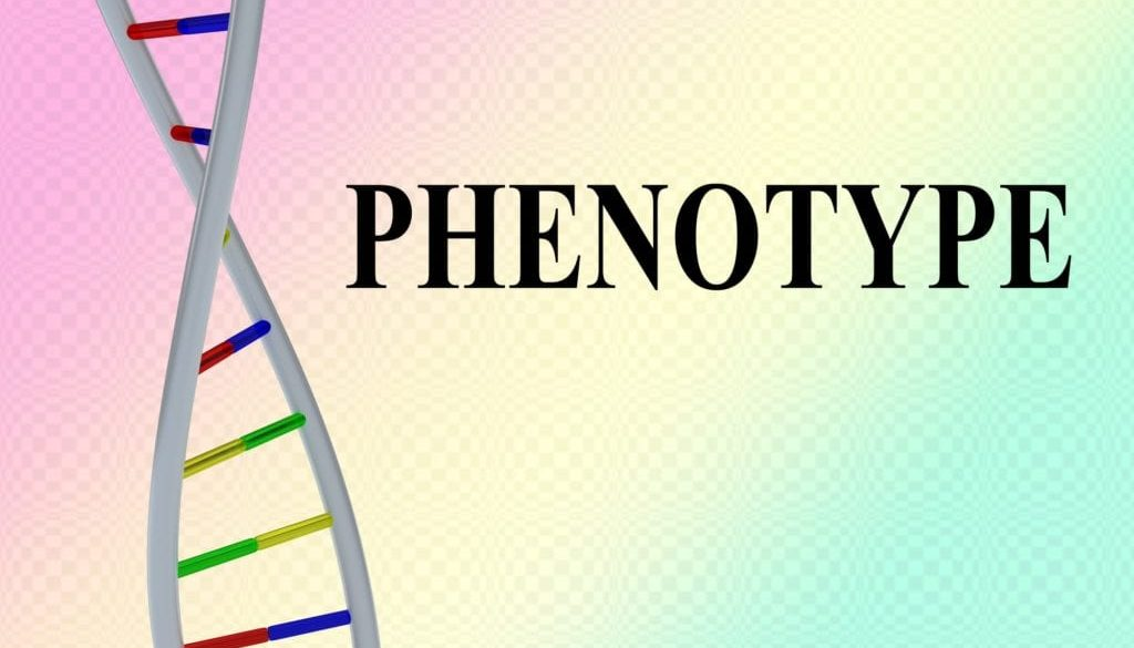 What is a Phenotype VS Genotype